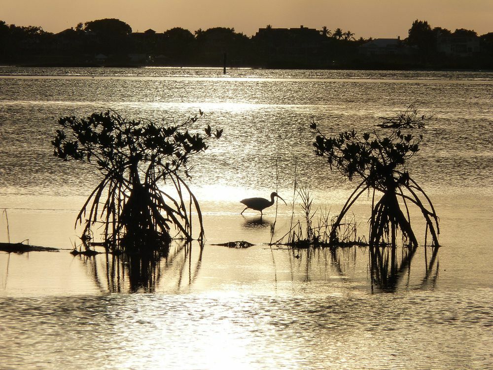 Click to See Next Image